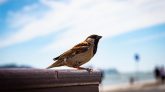 The most common bird species found around your house